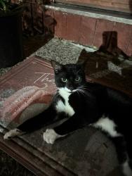 Lost Male Cat last seen Field street naugatuck ct, Naugatuck, CT 06770