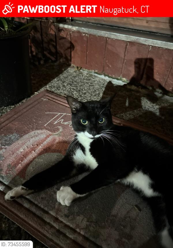 Lost Male Cat last seen Field street naugatuck ct, Naugatuck, CT 06770