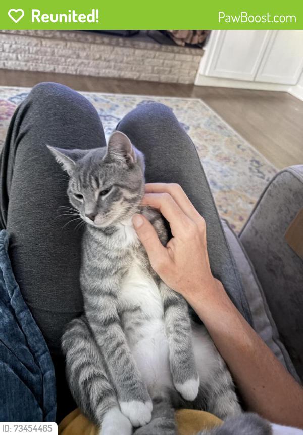 Reunited Female Cat last seen Crane Road, St. Charles, IL 60175