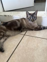 Lost Male Cat last seen Norwood street, Merritt Island, FL 32953
