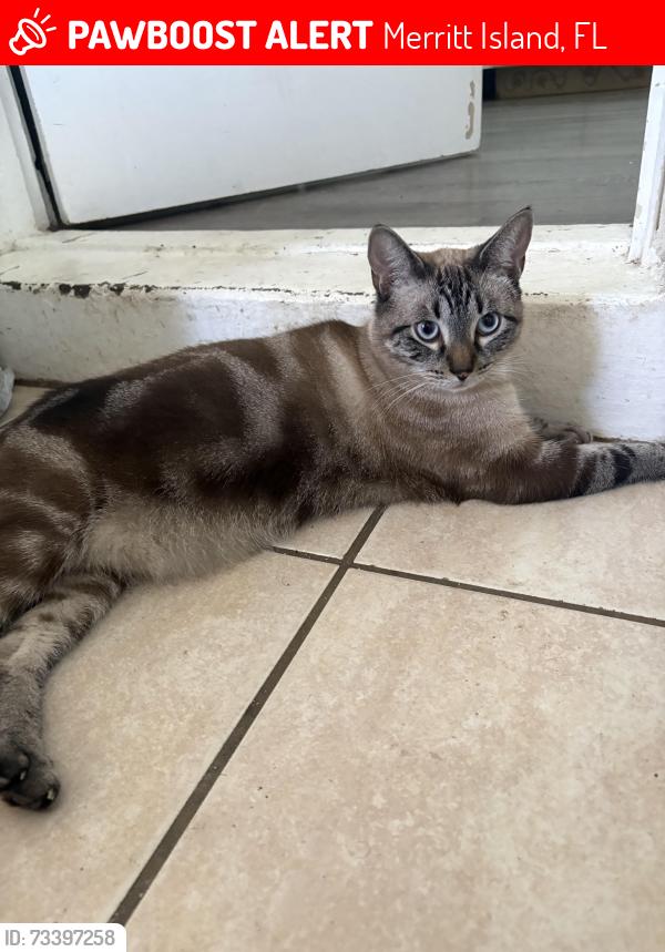Lost Male Cat last seen Norwood street, Merritt Island, FL 32953