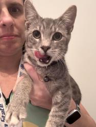 Found/Stray Male Cat last seen TSC 87S Hope Mills NC, Hope Mills, NC 28348