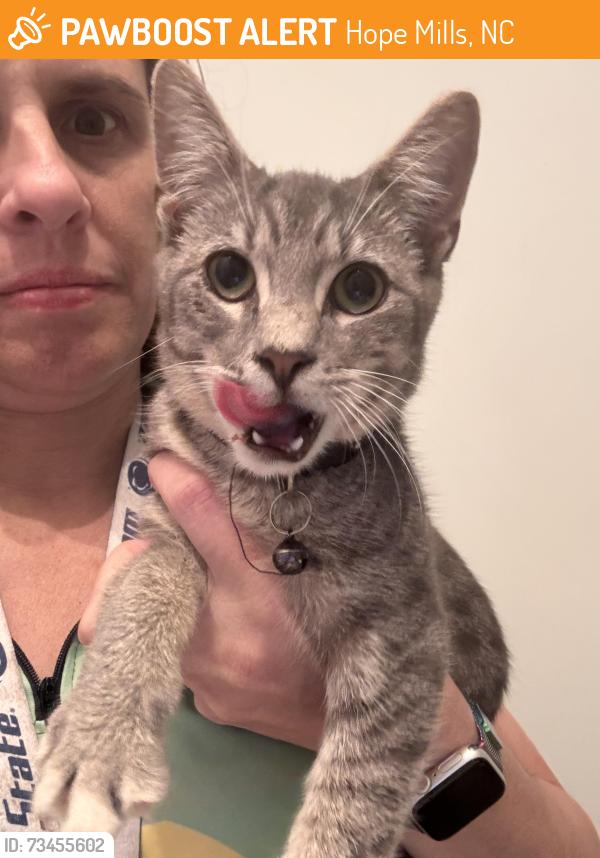 Found/Stray Male Cat last seen TSC 87S Hope Mills NC, Hope Mills, NC 28348