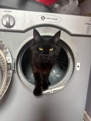 Reunited Female Cat last seen Harpurhey, Harpurhey, England 