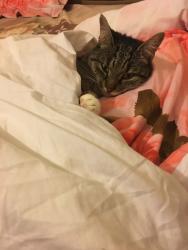 Lost Female Cat last seen Dujardin Mews, , England EN3