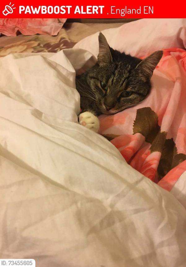 Lost Female Cat last seen Dujardin Mews, , England EN3