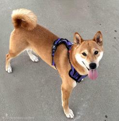 Lost Female Dog last seen Moonlit garden ln, Katy, TX 77449