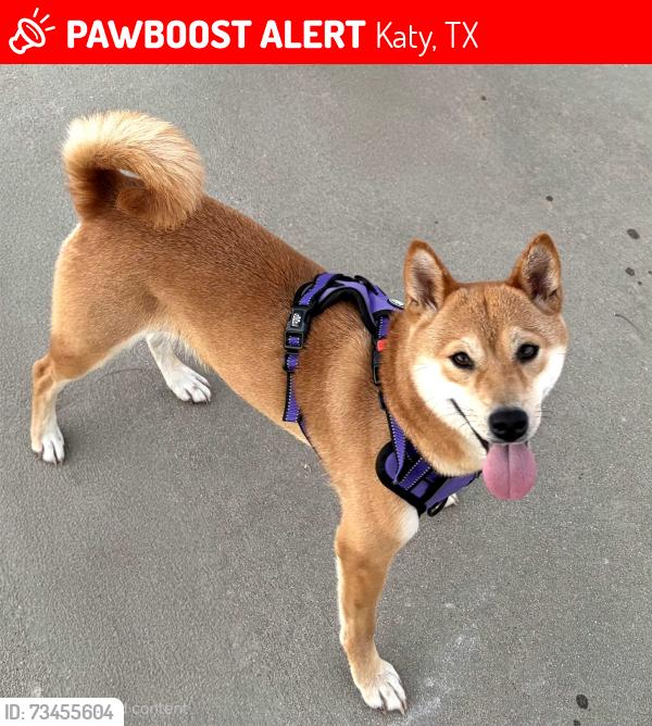 Lost Female Dog last seen Moonlit garden ln, Katy, TX 77449