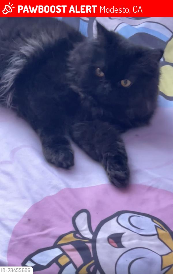 Lost Male Cat last seen Near Tully rd Modesto ca 95350, Modesto, CA 95350