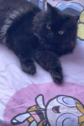 Lost Male Cat last seen Near Tully rd Modesto ca 95350, Modesto, CA 95350