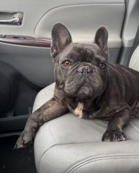 Reunited Male Dog last seen Near citrus park mall, Tampa, FL 33625