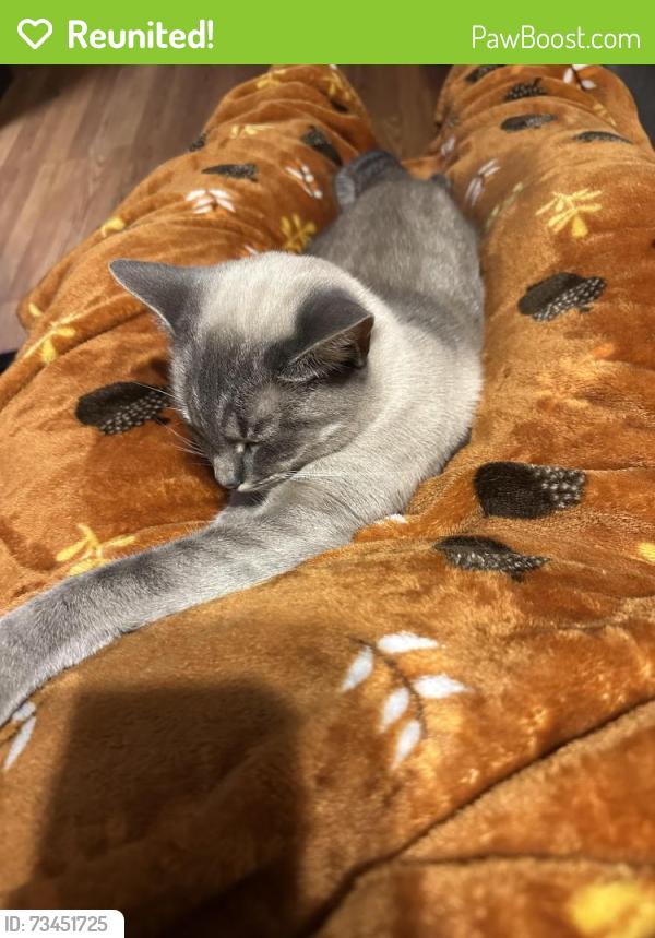 Reunited Female Cat last seen McKenny Road and Steel Bridge Road, Mooresboro, NC 28114