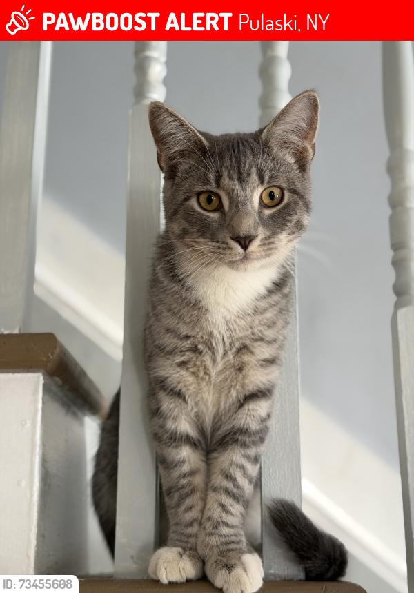 Lost Male Cat last seen Between Atkinson Rd & County Route 28, Pulaski, NY 13142