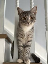 Lost Male Cat last seen Between Atkinson Rd & County Route 28, Pulaski, NY 13142