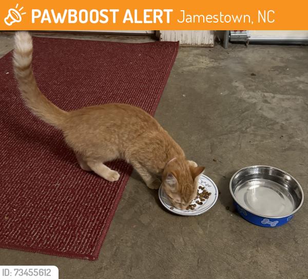 Found/Stray Unknown Cat last seen Colony Dr. Jamestown, Jamestown, NC 27282