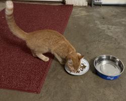 Found/Stray Unknown Cat last seen Colony Dr. Jamestown, Jamestown, NC 27282