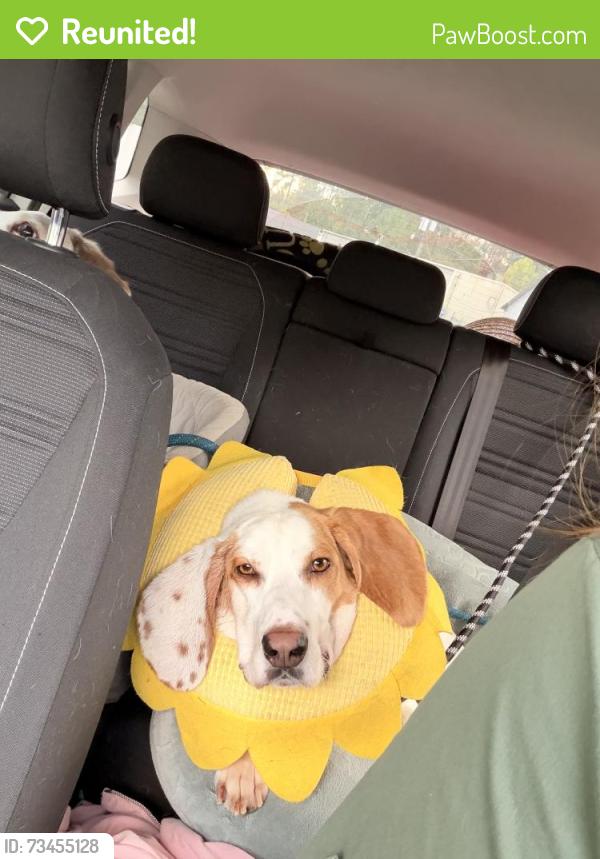 Reunited Male Dog last seen Jalee dr and sherman, Richmond, VA 23234