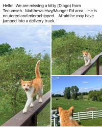 Lost Male Cat last seen Matthews Hwy and Munger Rd, Lenawee County, MI 49286
