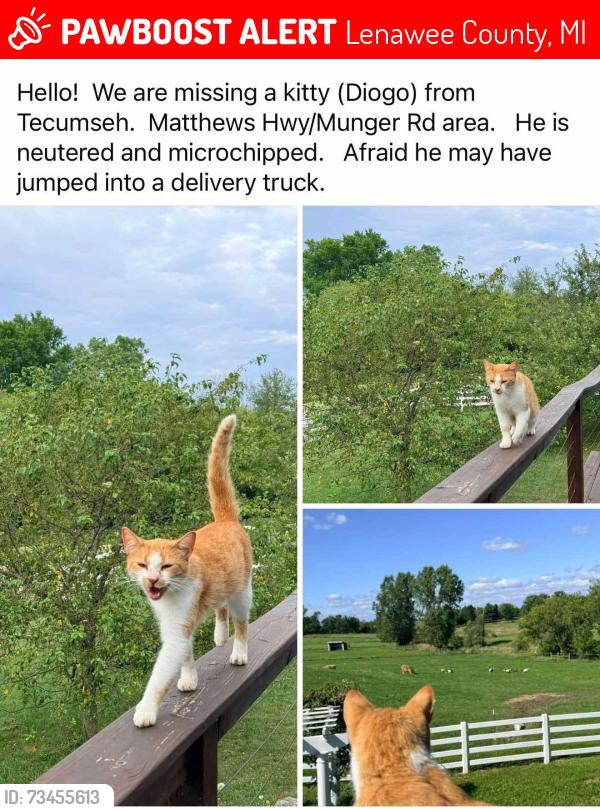 Lost Male Cat last seen Matthews Hwy and Munger Rd, Lenawee County, MI 49286
