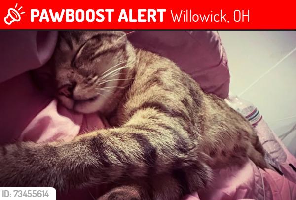 Lost Male Cat last seen Green street, Willowick, OH 44095