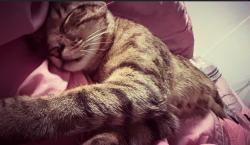 Lost Male Cat last seen Green street, Willowick, OH 44095