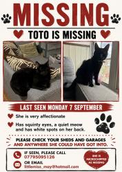 Lost Female Cat last seen Lynch hill lane, Berkshire, England 