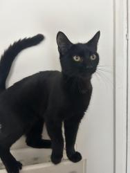 Found/Stray Female Cat last seen Walton road, Greater London, England E12 5RG