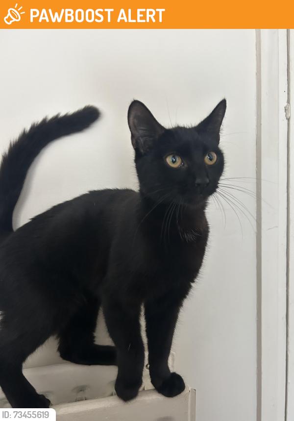 Found/Stray Female Cat last seen Walton road, Greater London, England E12 5RG