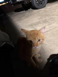 Found/Stray Male Cat last seen Main and N. County, Frisco, TX 75033