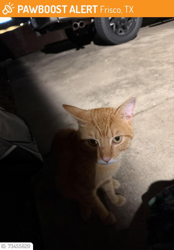 Found/Stray Male Cat last seen Main and N. County, Frisco, TX 75033