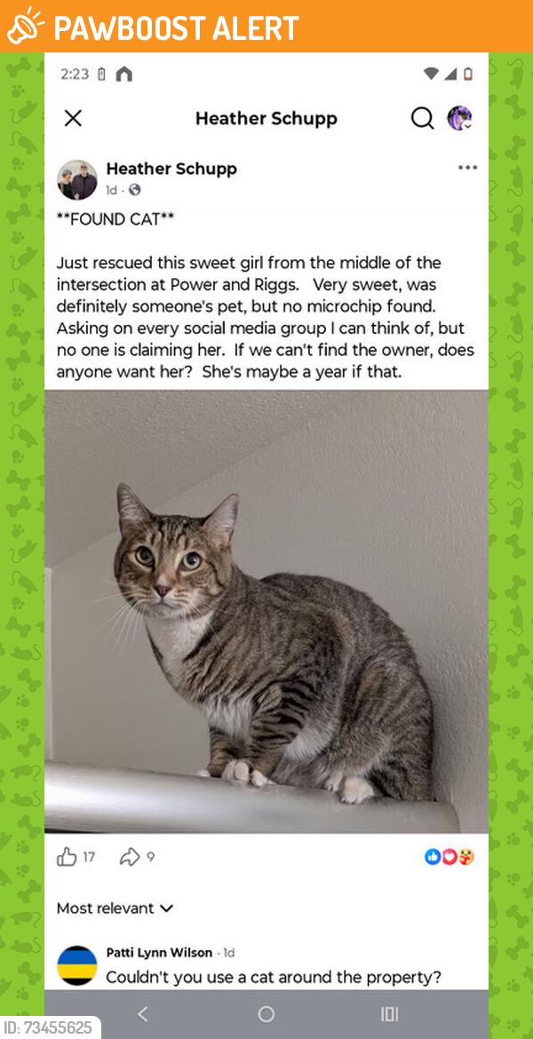 Found/Stray Unknown Cat last seen S Power Rd and E Riggs Rd, Chandler Heights Citrus, AZ 85142