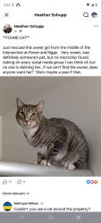 Found/Stray Unknown Cat last seen S Power Rd and E Riggs Rd, Chandler Heights Citrus, AZ 85142