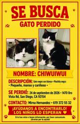 Lost Male Cat last seen Iris ave, San Diego, CA 92154