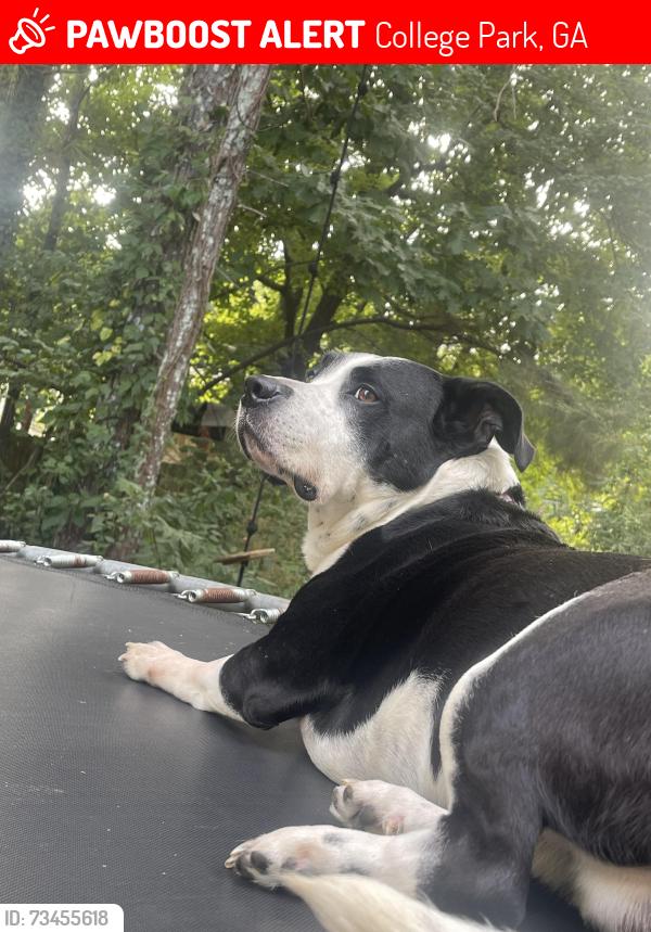 Lost Male Dog last seen Wolf downs ct, College Park, GA 30349