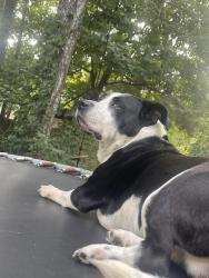 Lost Male Dog last seen Wolf downs ct, College Park, GA 30349