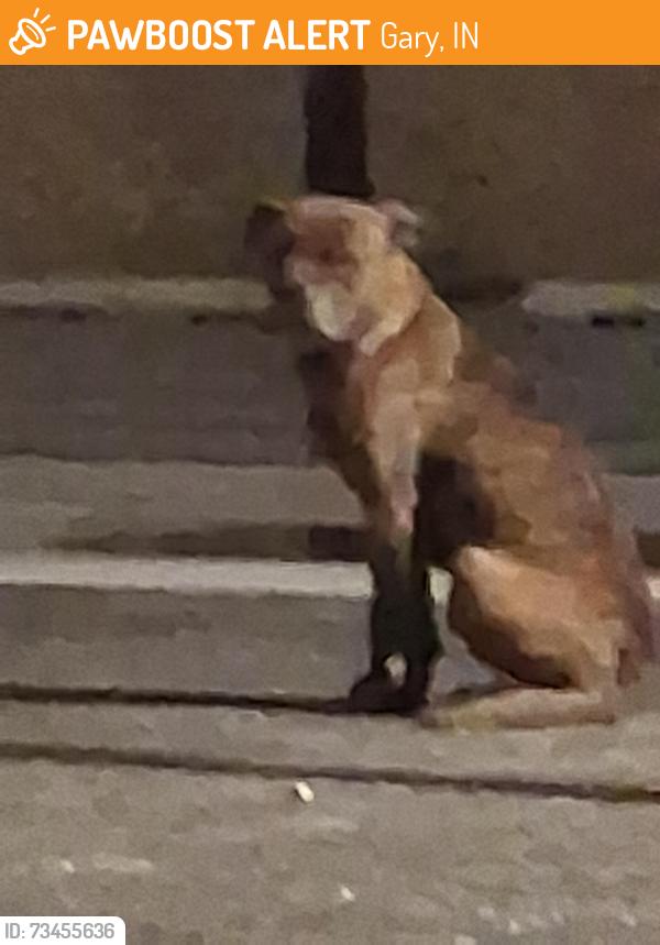 Found/Stray Unknown Dog last seen 5th Avenue by Edgewater old drug rehab building behind it, Gary, IN 46402