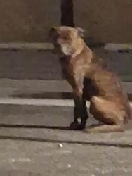 Found/Stray Unknown Dog last seen 5th Avenue by Edgewater old drug rehab building behind it, Gary, IN 46402