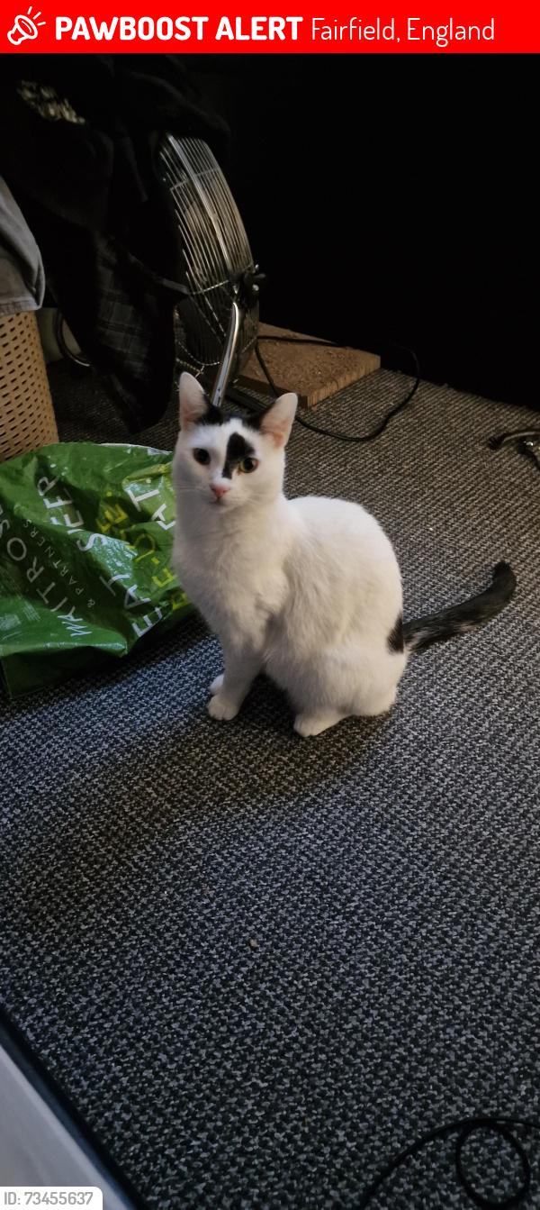 Lost Male Cat last seen Rocky Lane, Fairfield, England 