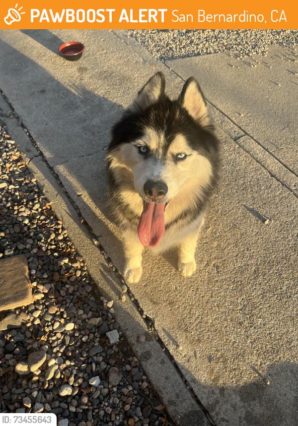 Found/Stray Unknown Dog last seen Foothill Drive & Elm, San Bernardino, CA 92404