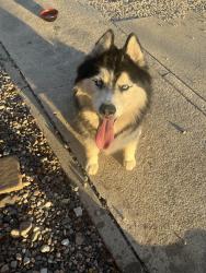 Found/Stray Unknown Dog last seen Foothill Drive & Elm, San Bernardino, CA 92404