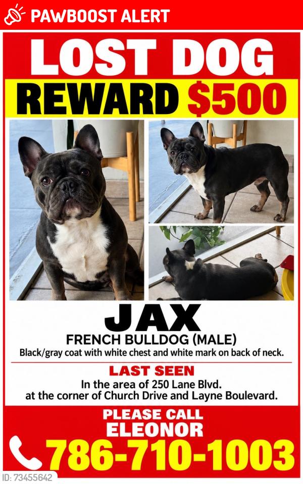 Lost Male Dog last seen Layne Blvd, Hallandale Beach, FL 33009