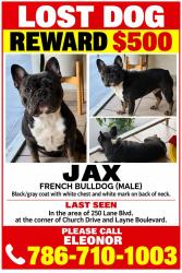 Lost Male Dog last seen Layne Blvd, Hallandale Beach, FL 33009