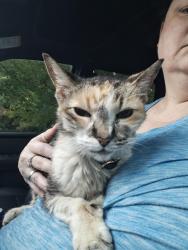 Reunited Unknown Cat last seen Lakeview Ave & Sienna Drive Intersection, Wake Forest, NC 27587