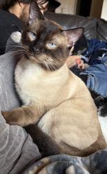 Lost Male Cat last seen 14th st and Grovers Ave, Phoenix, AZ 85022
