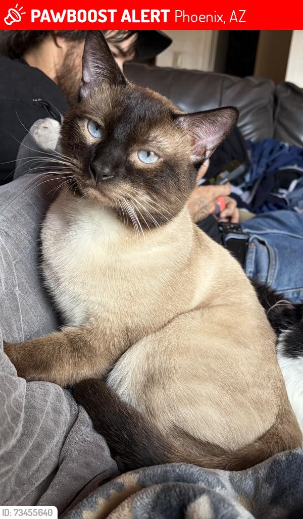 Lost Male Cat last seen 14th st and Grovers Ave, Phoenix, AZ 85022