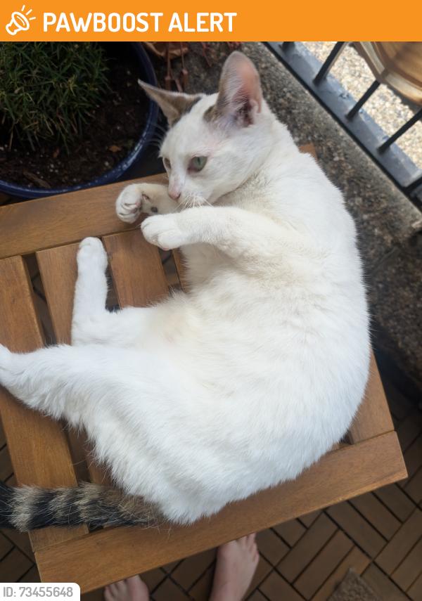Found/Stray Female Cat last seen Queens road, Greater London, England SE15