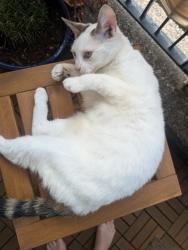 Found/Stray Female Cat last seen Queens road, Greater London, England SE15
