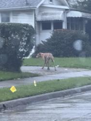 Found/Stray Unknown Dog last seen Delos and Chittenden Street, Akron, OH 44306