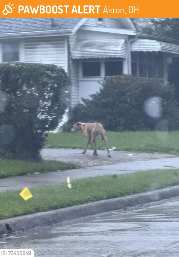 Found/Stray Unknown Dog last seen Delos and Chittenden Street, Akron, OH 44306