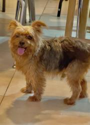 Found/Stray Male Dog last seen 314A, Silver Springs, Marion County, FL 34488
